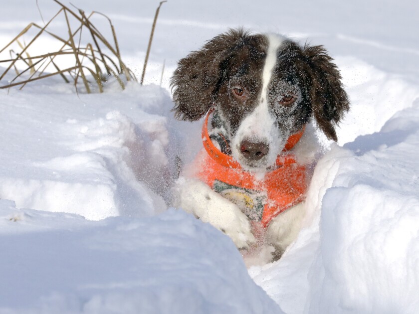 122219.O.DNT.PheasantCeoC2.jpg