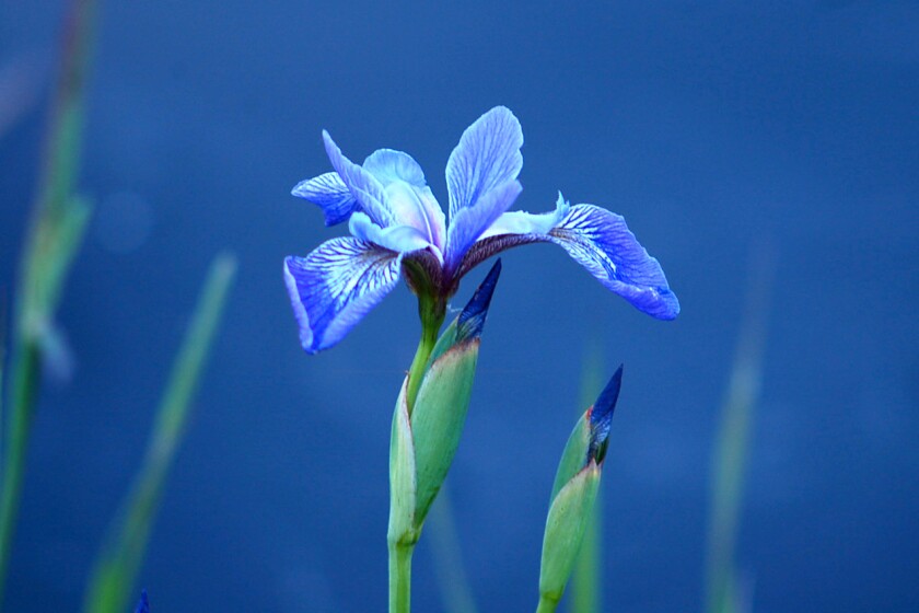 long-stemmed flower with long purple-blue petals