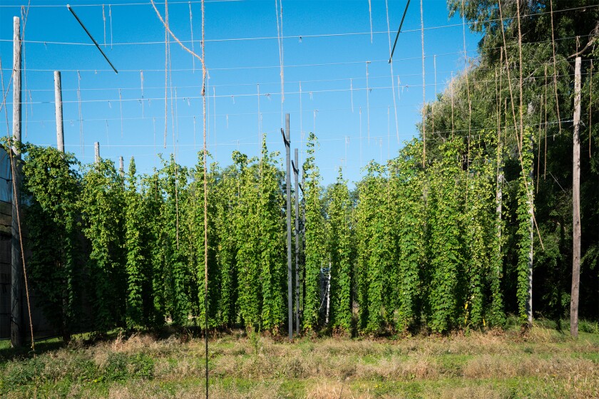 091722.B.FF.MAINLINEHOPS.5