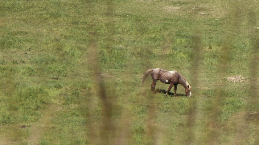 TRNP horse