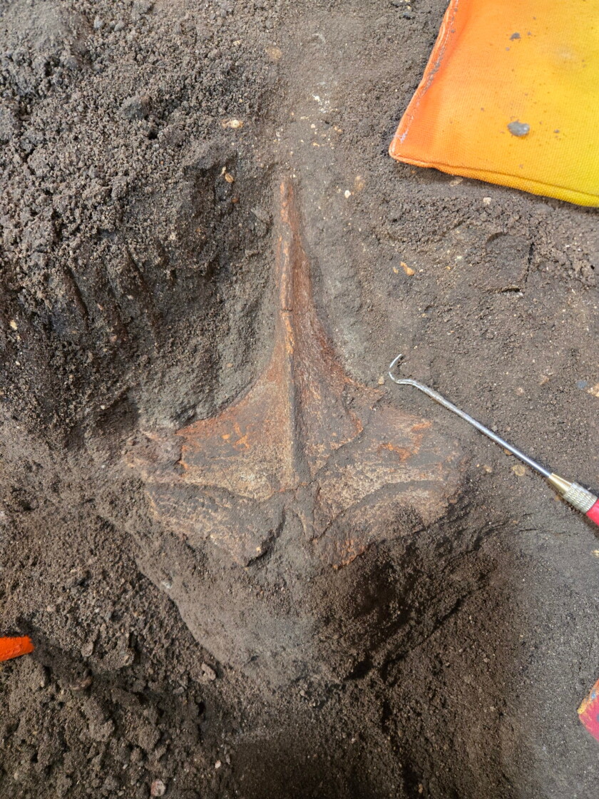 North Dakota mammoth dig unearths ‘rare’ array of bones from beneath ...