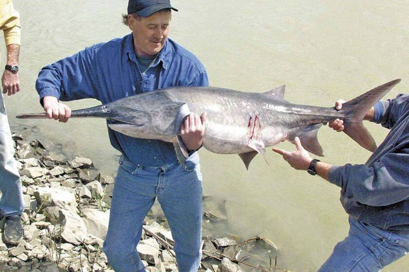 Paddlefishing tradition - InForum | Fargo, Moorhead and West Fargo news ...