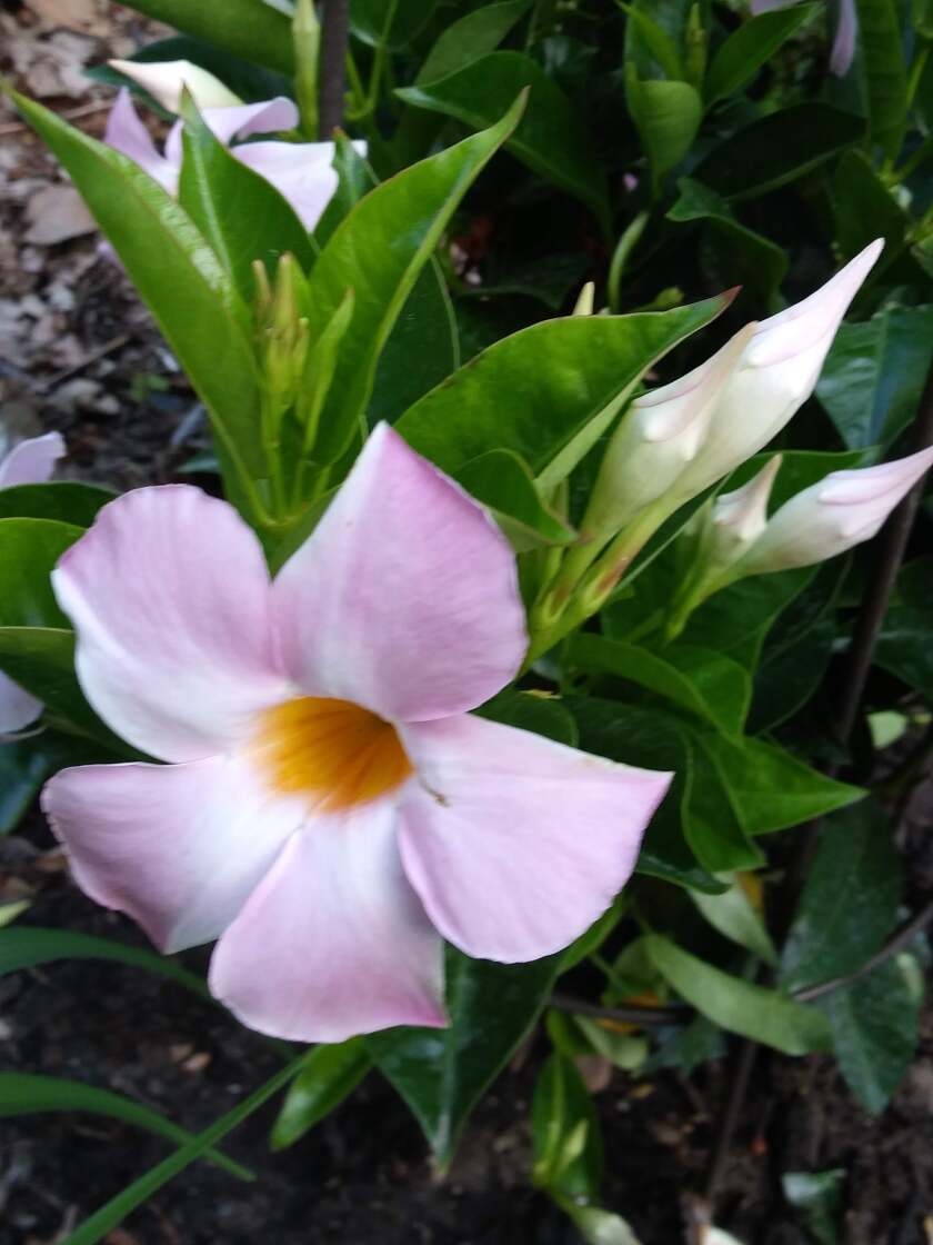 MasterGardenerDipladenia