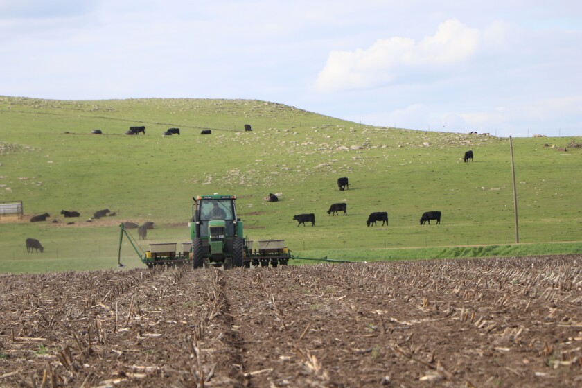 An eight-row corn planter pulled by a John Deere tractor is flanked by a pastoral scene of black beef cows on a green hillside.