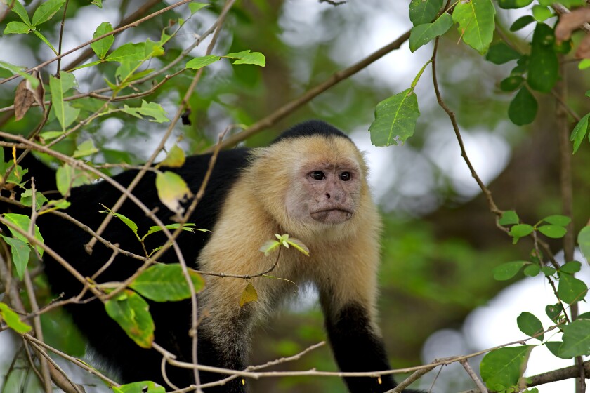 Funky the capuchin monkey at Pine Grove Zoo