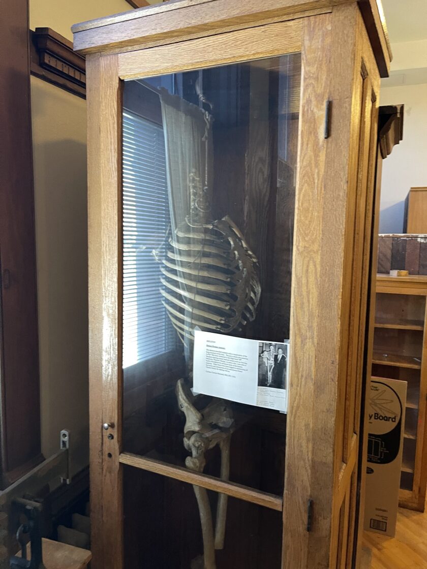 A headless human skeleton in a wooden and glass booth