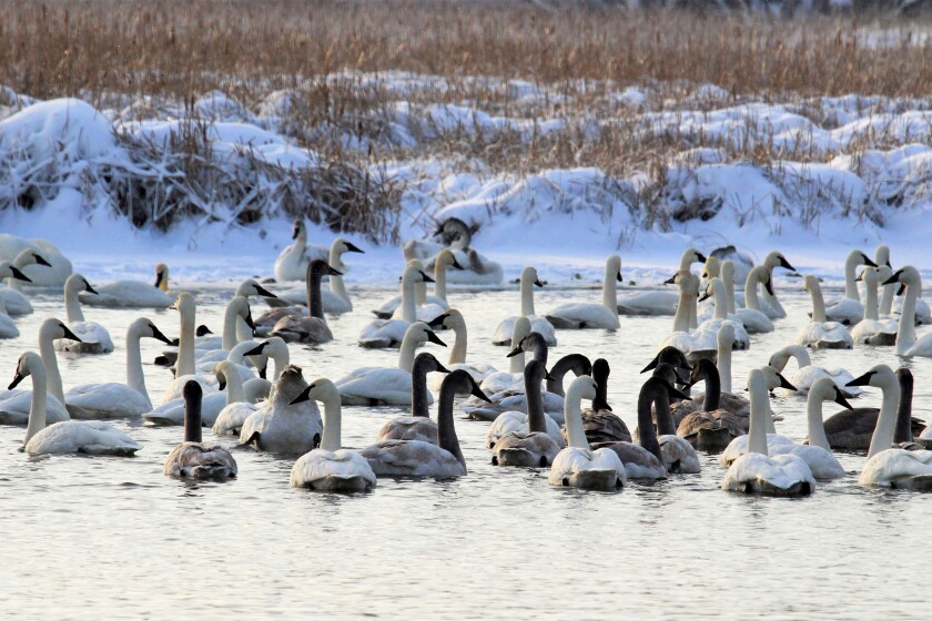 Swans on a river in winter