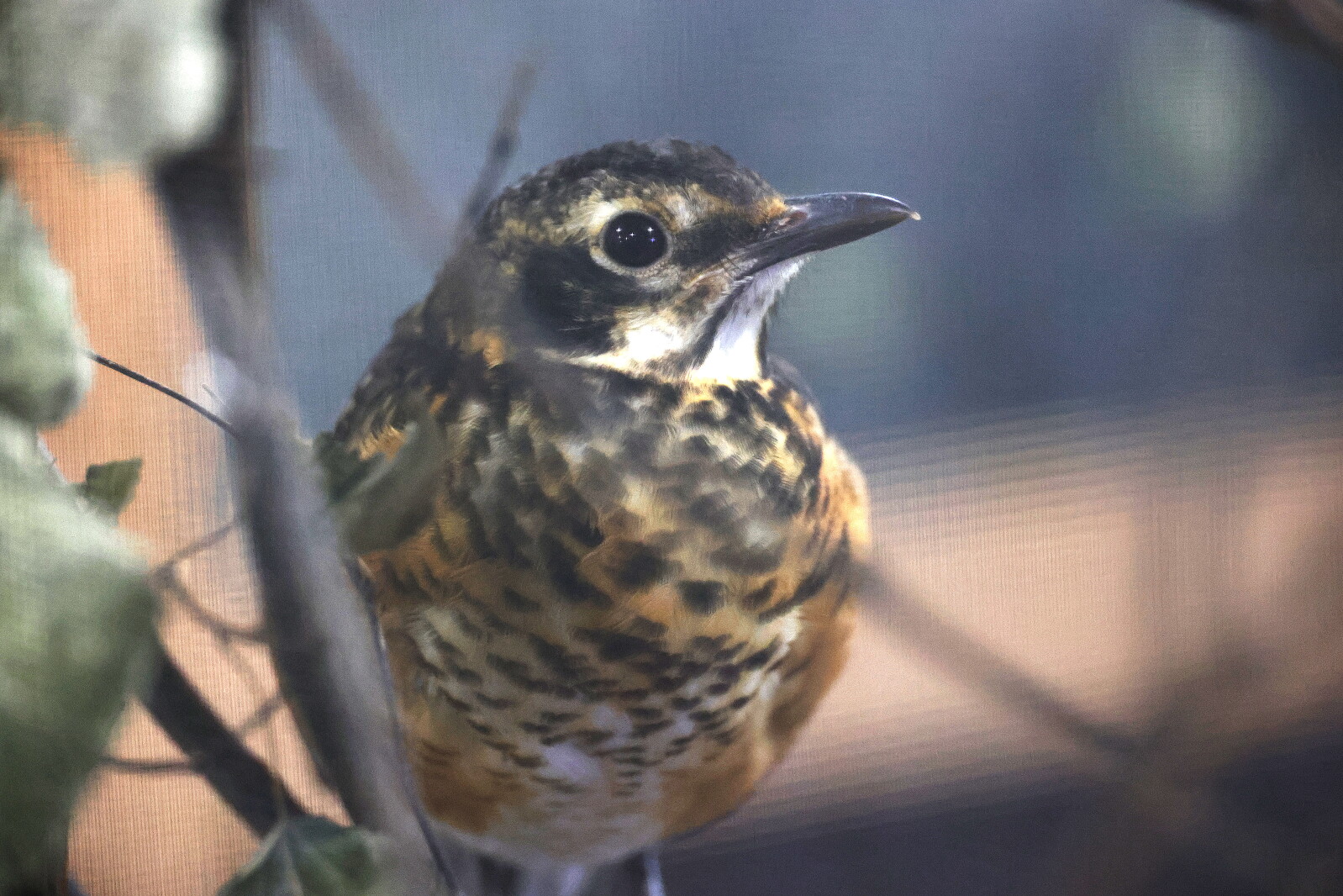 Animal admissions up 25% at Wildwoods Wildlife Rehabilitation