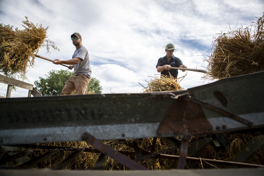 People feed wheat into a thresher while giving a demonstration to the public during the Atwater Threshing Days on Saturday, September 10, 2022, in Atwater.