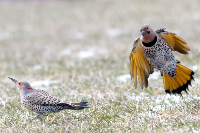 Flickers.jpg