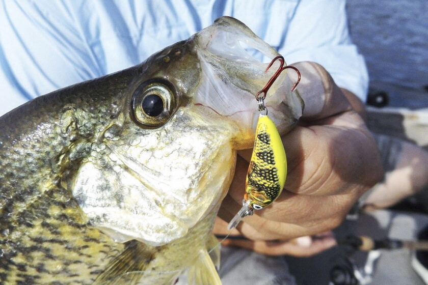 Favorite summer crappie fishing patterns - Park Rapids Enterprise | News, weather, sports from Park Rapids Minnesota Favorite summer crappie fishing patterns - Park Rapids Enterprise | News, weather, sports from Park Rapids Minnesota