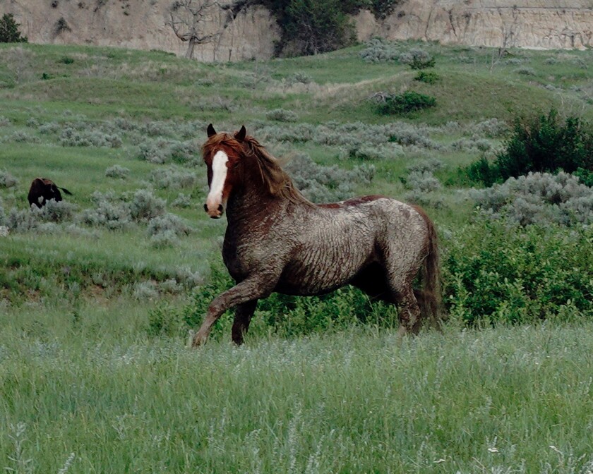 Stallion II.jpeg