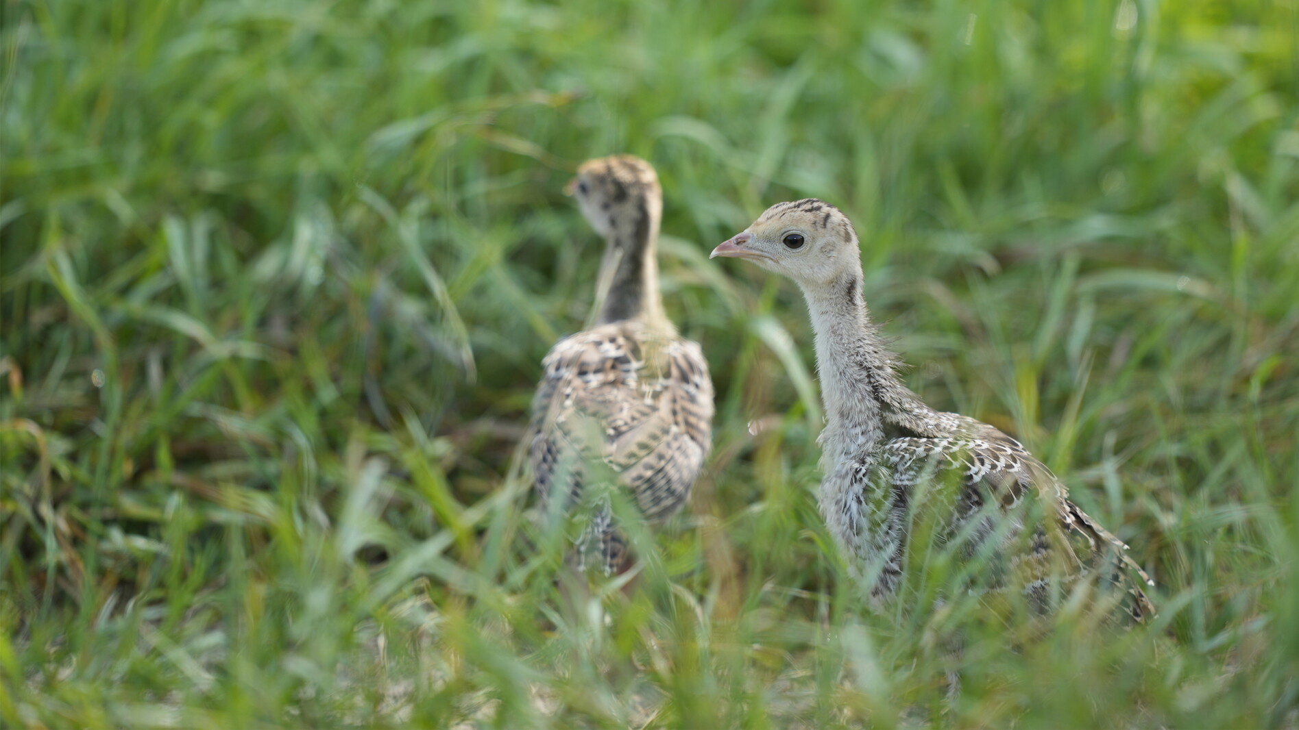 North Dakota Game and Fish: Leave baby animals alone