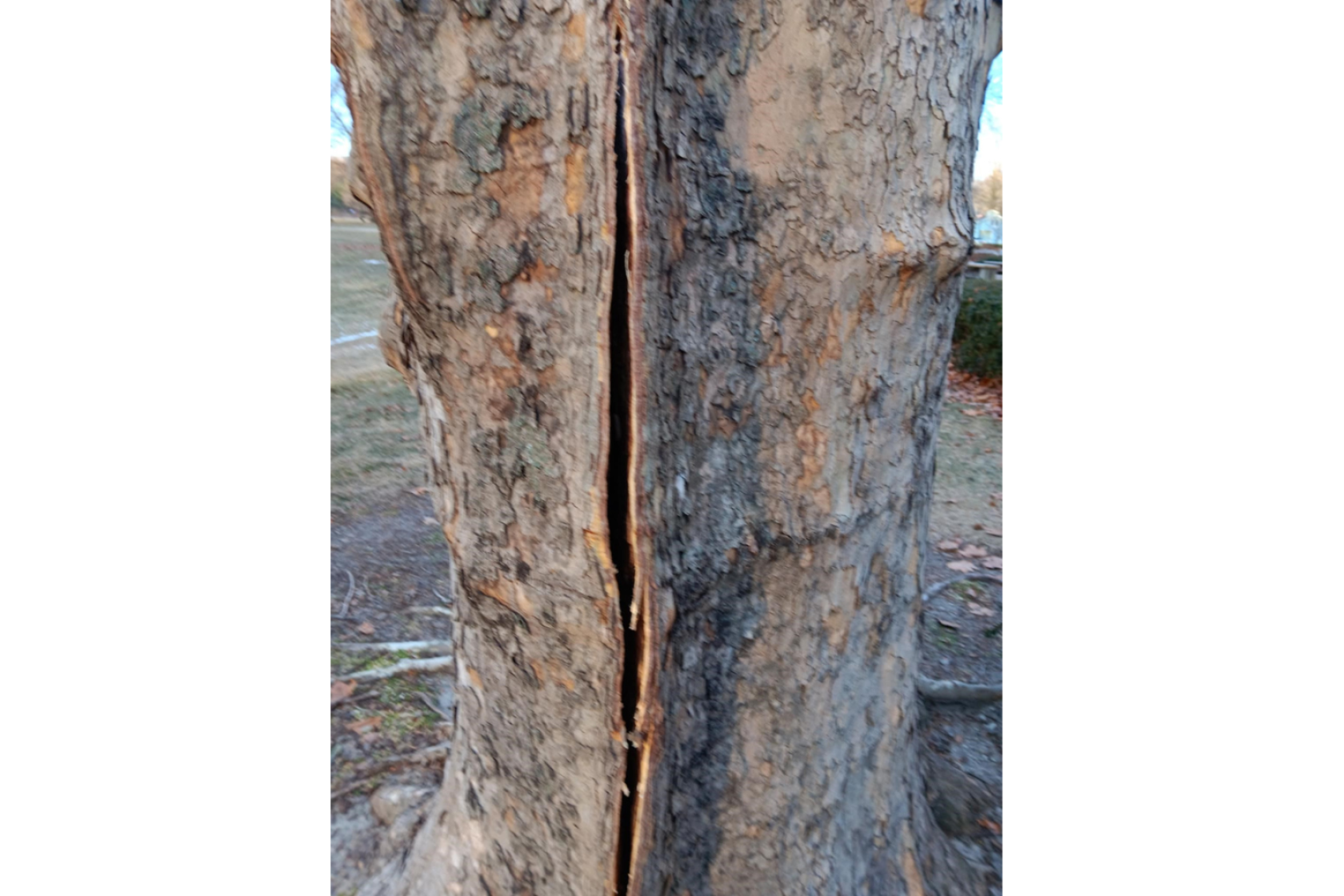 Tree Explode Zone Did your tree explode yet? - InForum | Fargo, Moorhead and West Fargo ...