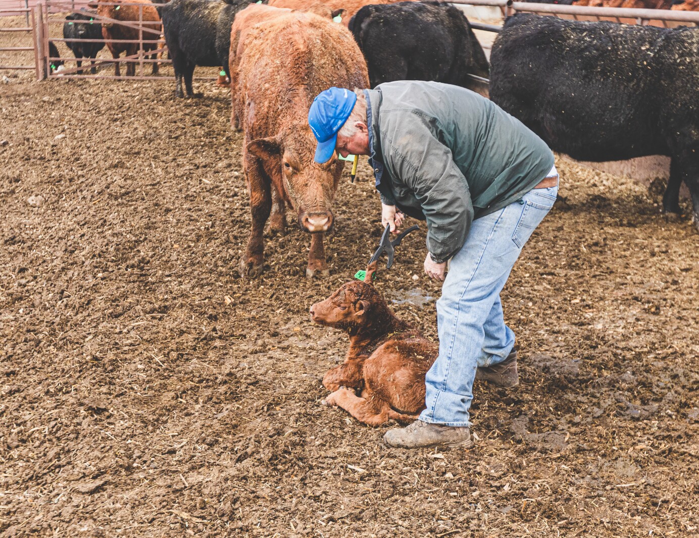 GronsethCattleFarm-65.jpg