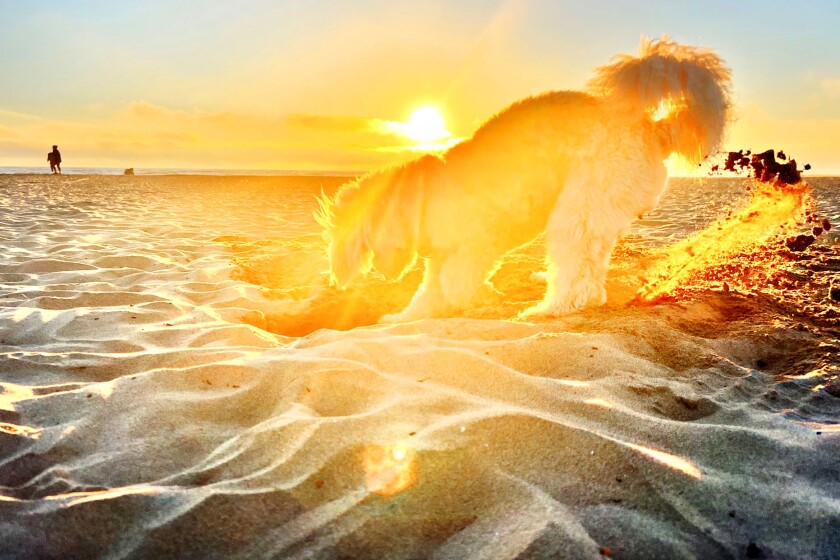 Dog digging in sand