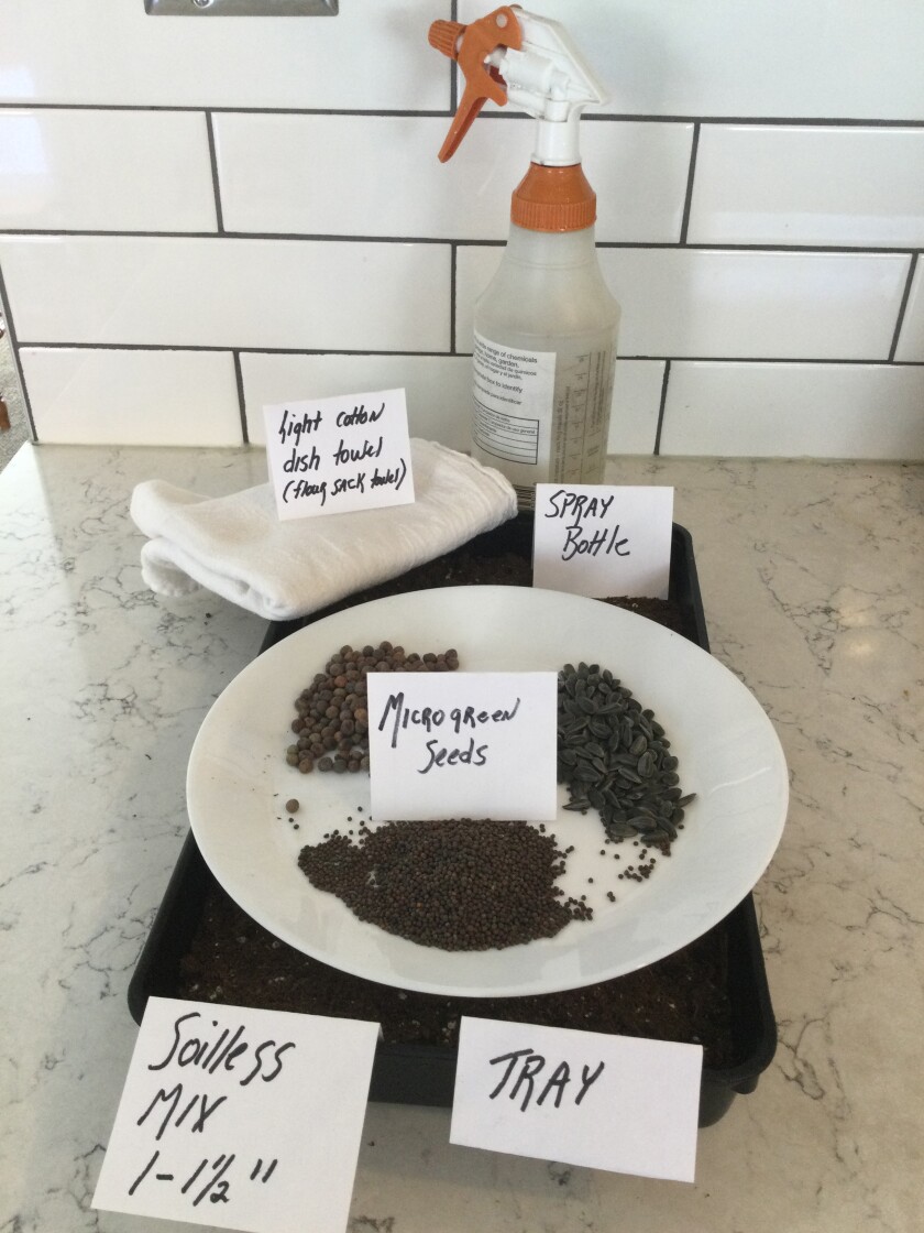 microgreens_Wiemken_4.jpeg