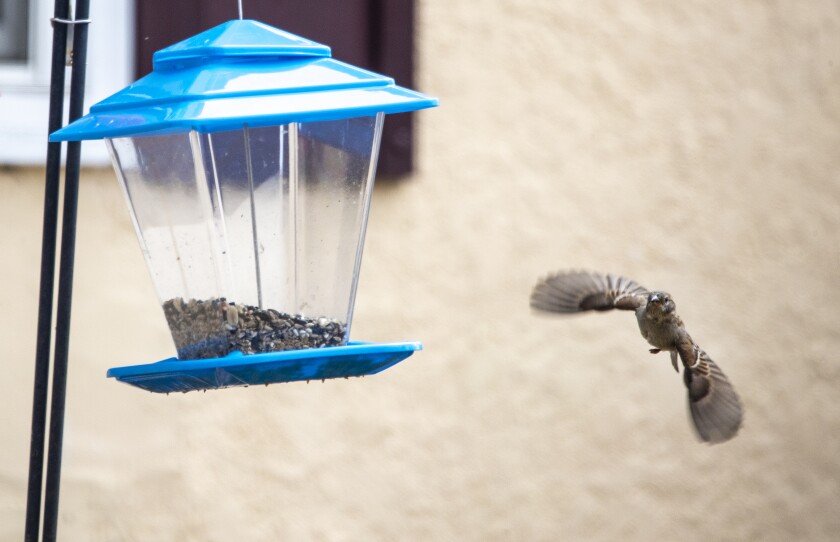 A bird prepares to land on a birdfeeder on 13th Street Southwest in downtown Willmar on Friday, April 15, 2022.