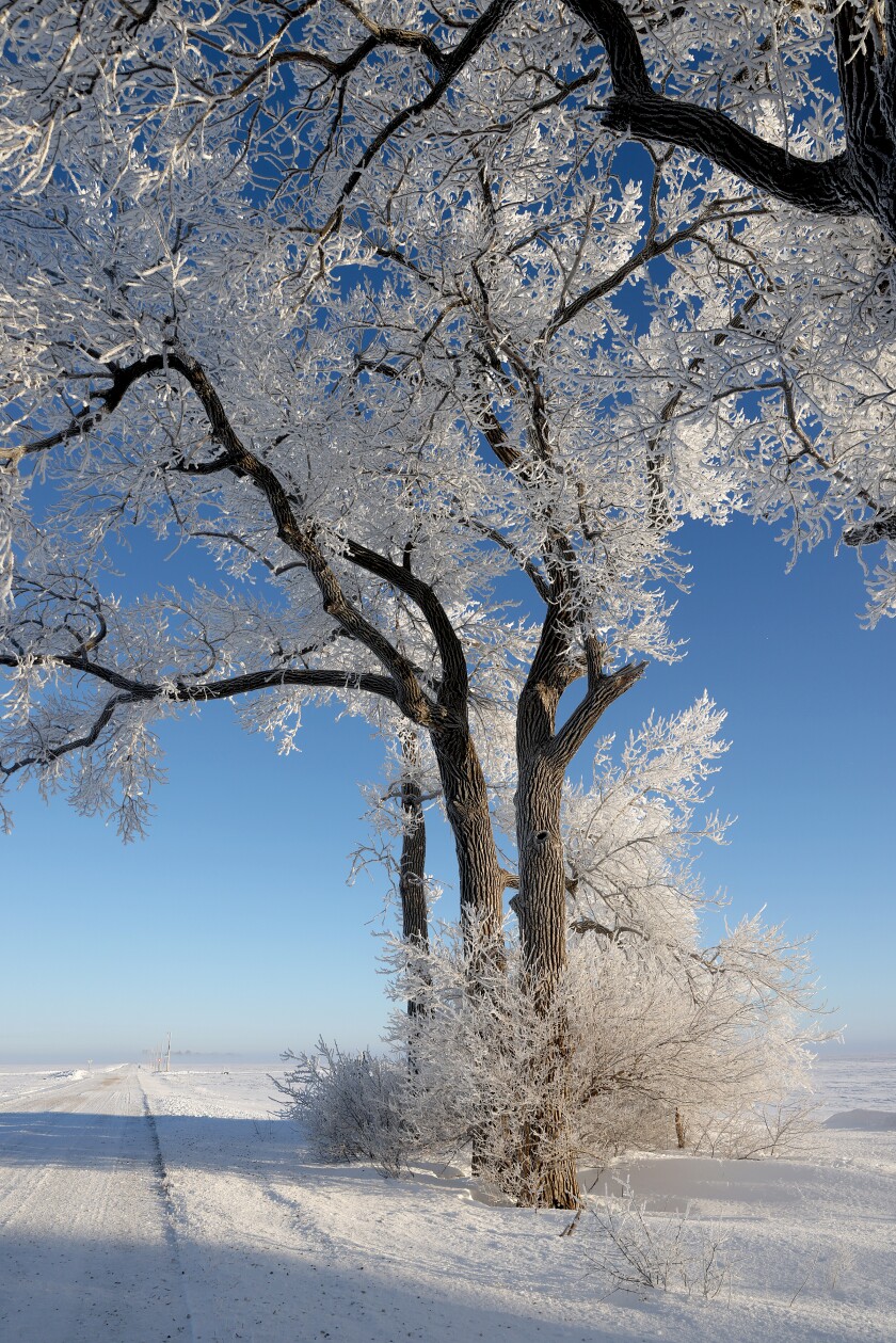 Trees edged in rime ice are bathed in the morning sunshine on a recent Saturday morning along Palm Avenue and 230th Street in rural Worthington.
