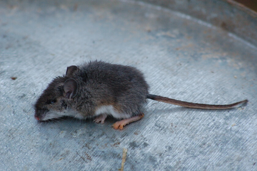 Rodents Deal With The Coming Of Winter Duluth News Tribune News Weather And Sports From Duluth Minnesota Rodents Deal With The Coming Of Winter Duluth News Tribune News Weather And Sports From Duluth Minnesota