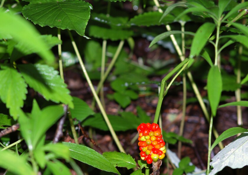 Jack-in-the-pulpit's cluster of red berries