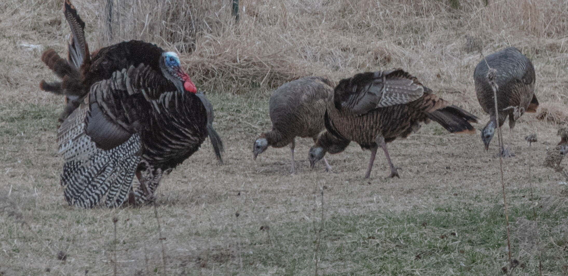 Turkeys In Minnesota Weiss: Wild turkeys 'a great success story' amid harsh Minnesota ...