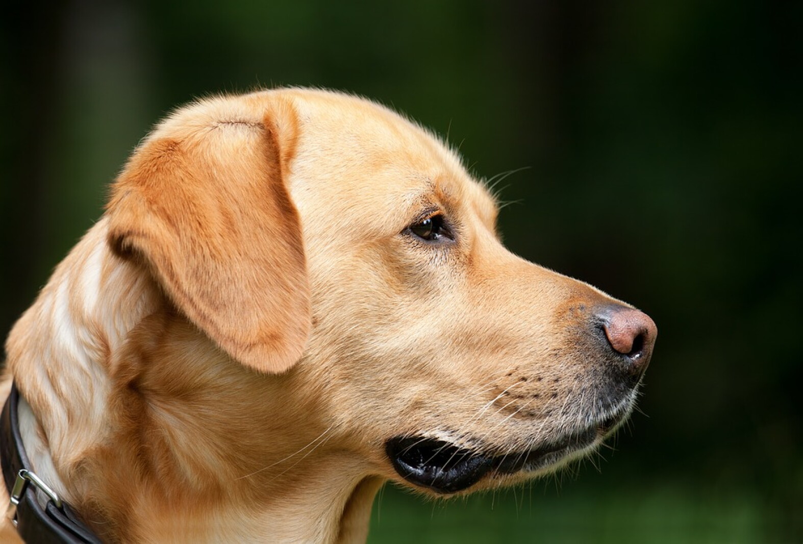 Dickinson Pet Expo Organizes Fast CAT Event For Local Dogs The dickinson-pet-expo-organizes-fast-cat-event-for-local-dogs-the