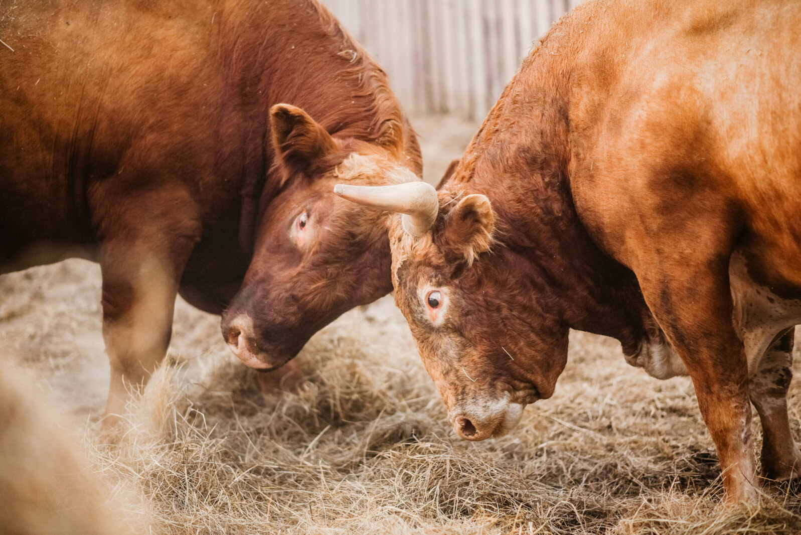 Dealing with the bulls and bullies in life