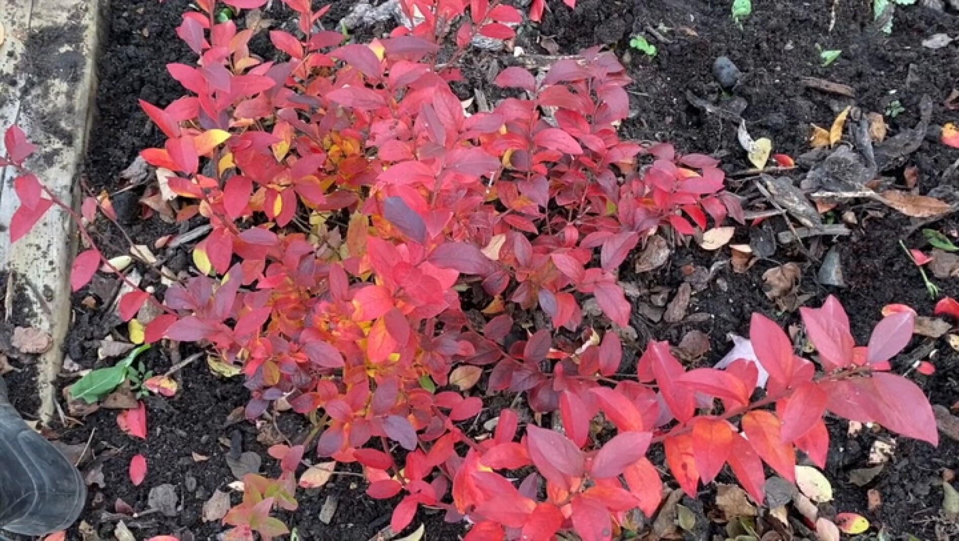 Health Fusion: Put blueberry bushes to bed in 3 steps, image size:1890x1066