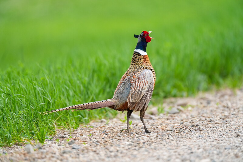 North Dakota Announces Youth Pheasant Hunting Weekend Set for Early October
