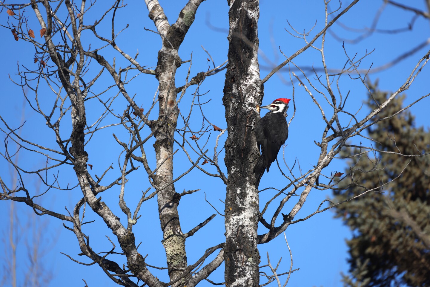 pileated woodpecker on tree