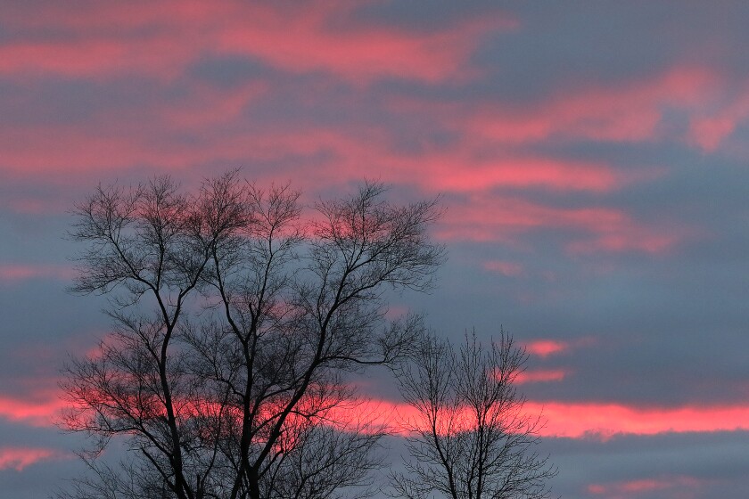 sunset trees n pink clouds 050222.jpg
