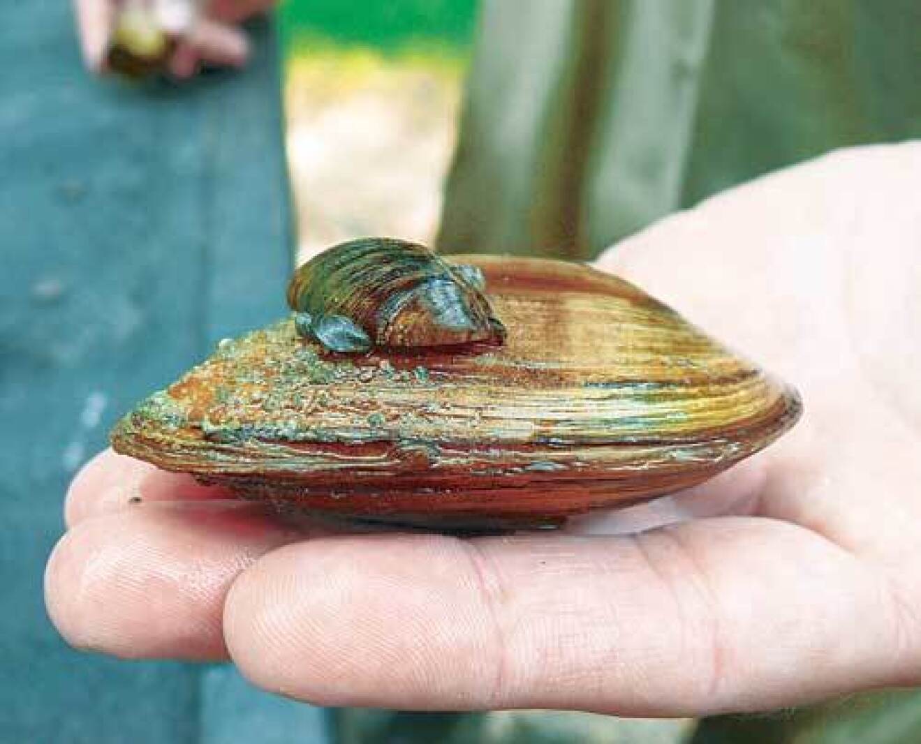 Bill amps up fight against lake invaders - Alexandria Echo Press | News ...