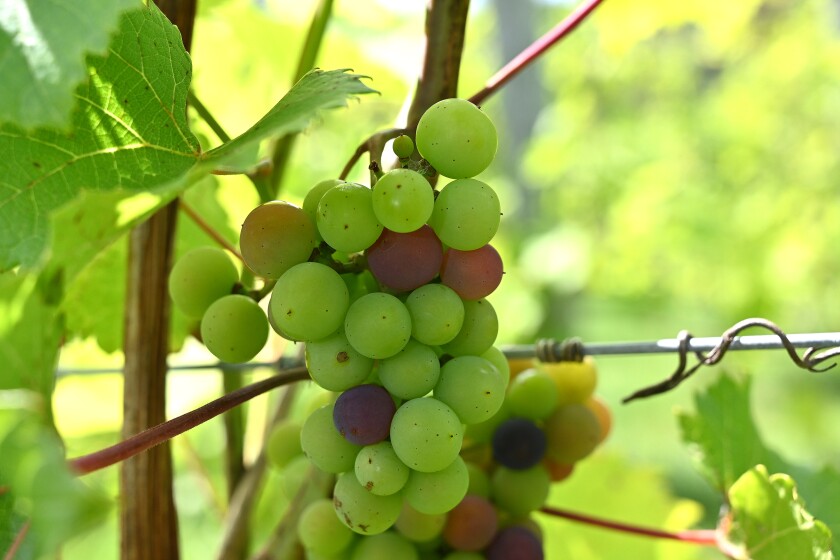 090120.N.BD.ScandiaValleyVineyards15.jpg
