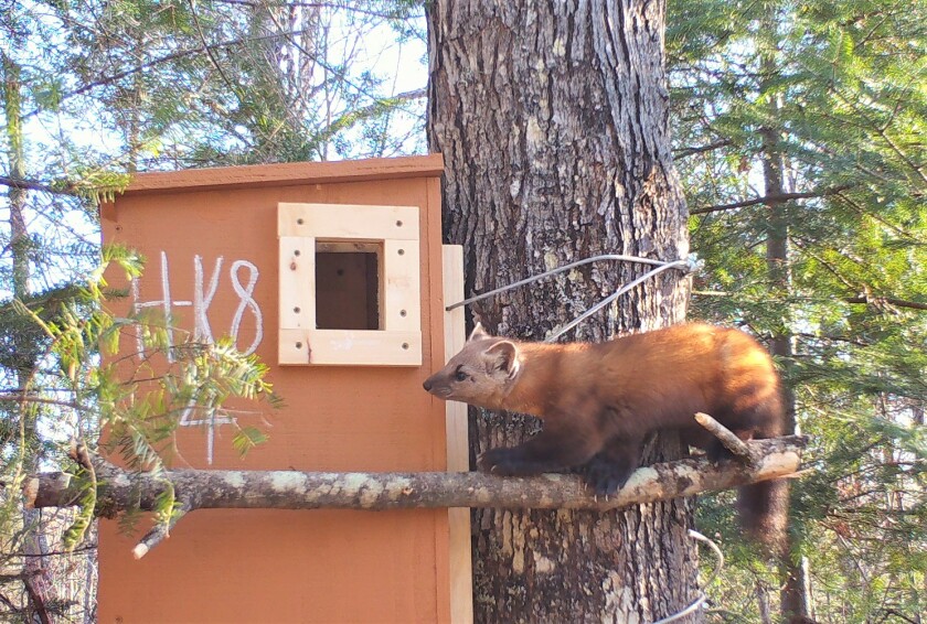 Marte at fisher den box