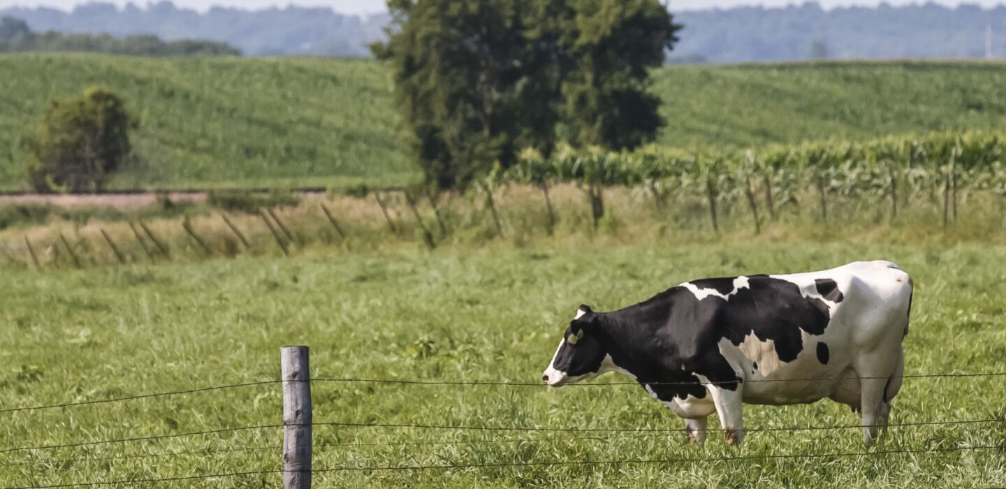 Dean Nuszloch: I draw water near the Daley dairy farm. I favor its ...