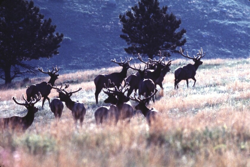 599806+Elk in velvet (Wind Cave National Park).jpg