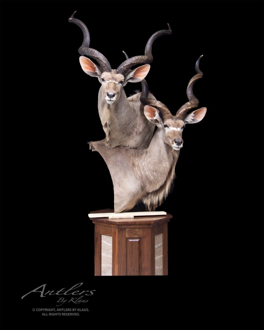 032221.AG.HennesseyTaxidermySale01.jpg