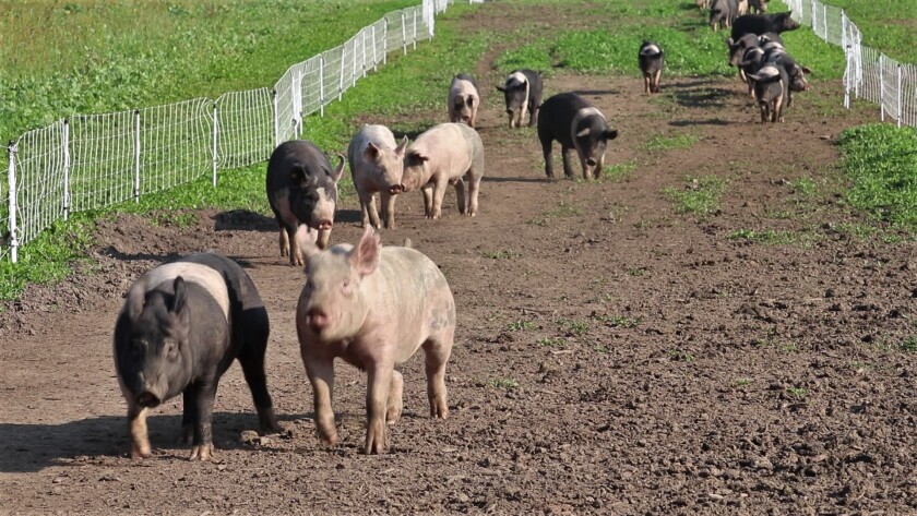 Pigs running.jpg