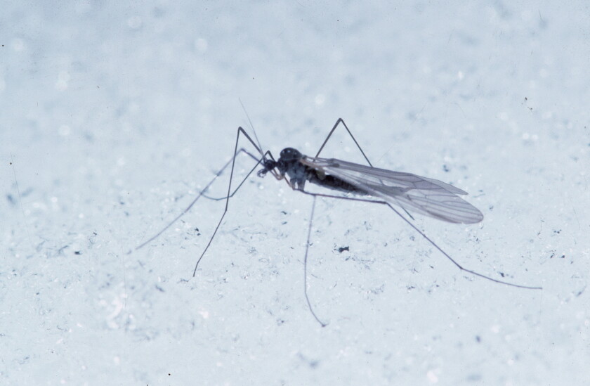 Winter Scatterbug Yes, we can have mosquitoes in winter - Duluth News Tribune | News ...