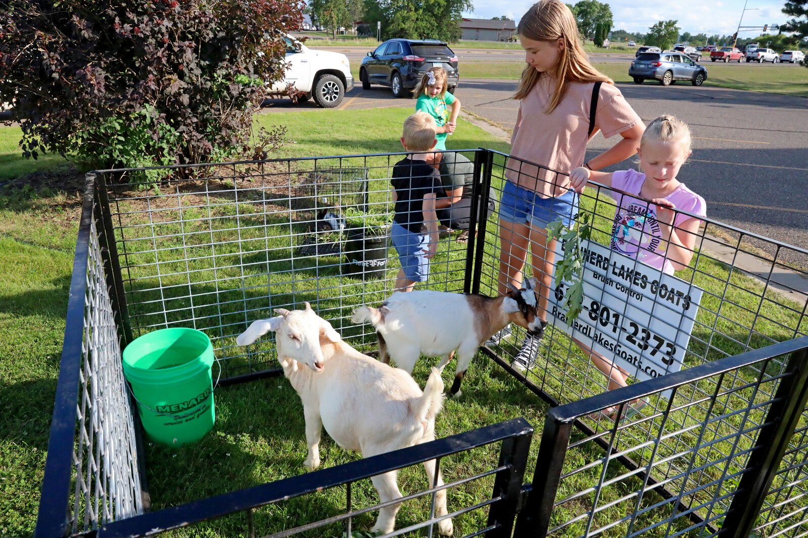 Goats at Bethlehem Evangelical Lutheran Church