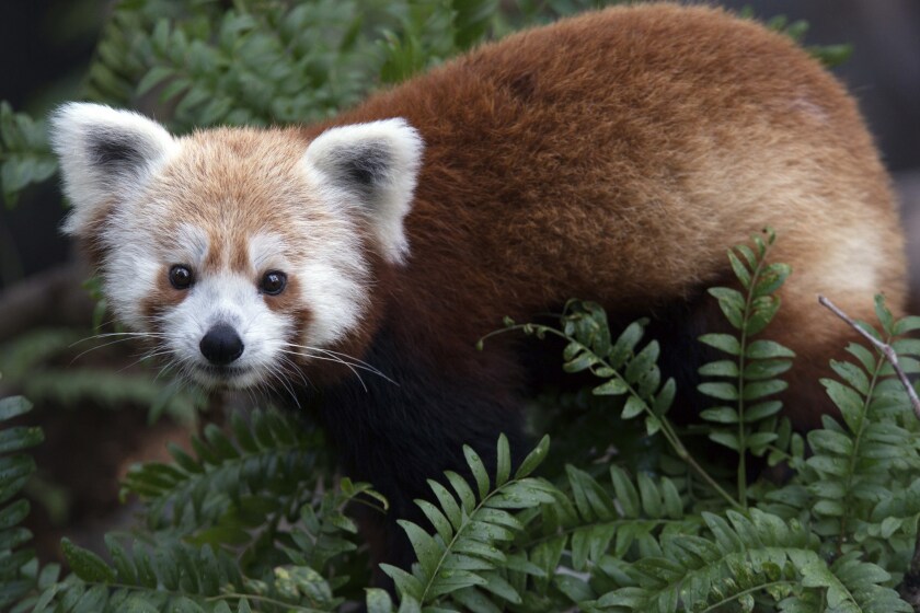 Rusty The Runaway Red Panda Found Returned To Zoo With Video West Central Tribune News Weather Sports From Willmar Minnesota Rusty The Runaway Red Panda Found Returned To Zoo With Video West Central Tribune News Weather Sports From Willmar Minnesota