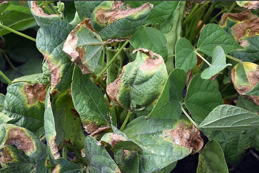 Beans Rusting Research looks at management of rust, soybean cyst nematodes and common ...