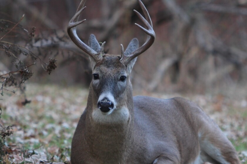 copy of deer down.jpg