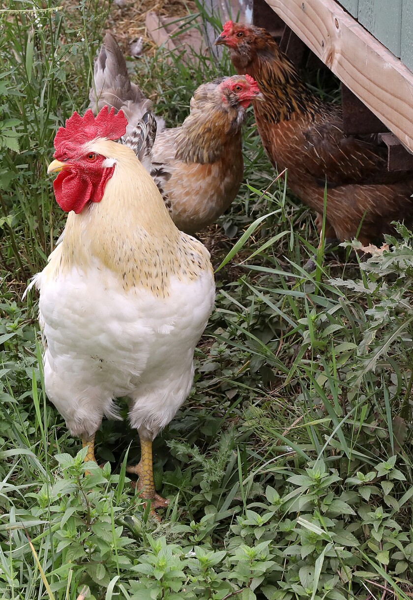 Chickens pop out from under a portable building at Farm Lande