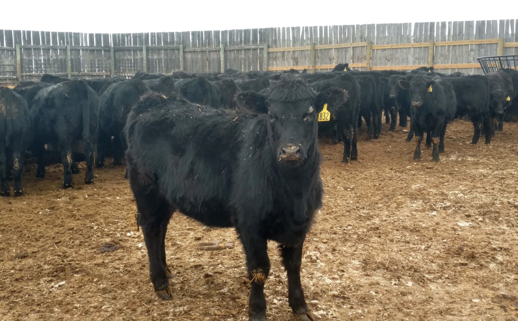 North Dakota Angus University Feed-out begins in June North Dakota Angus University Feed-out begins in June