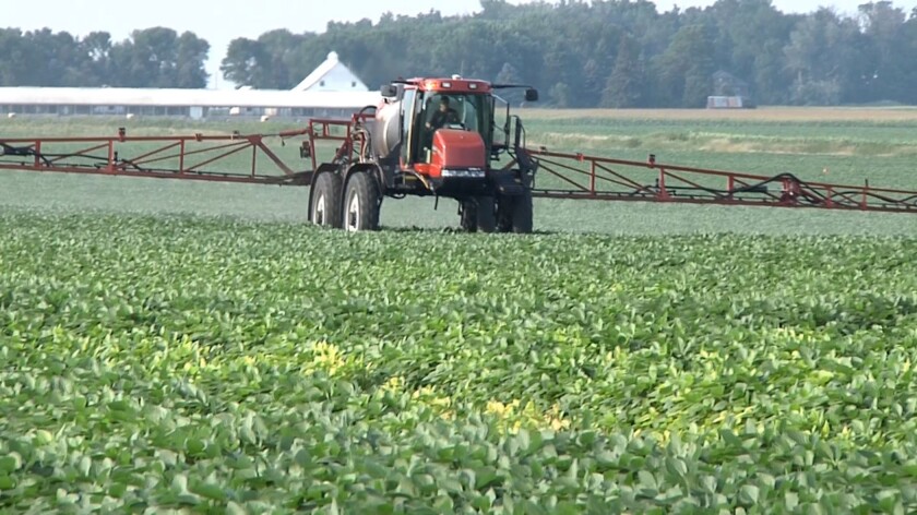 spraying beans pic2.jpg