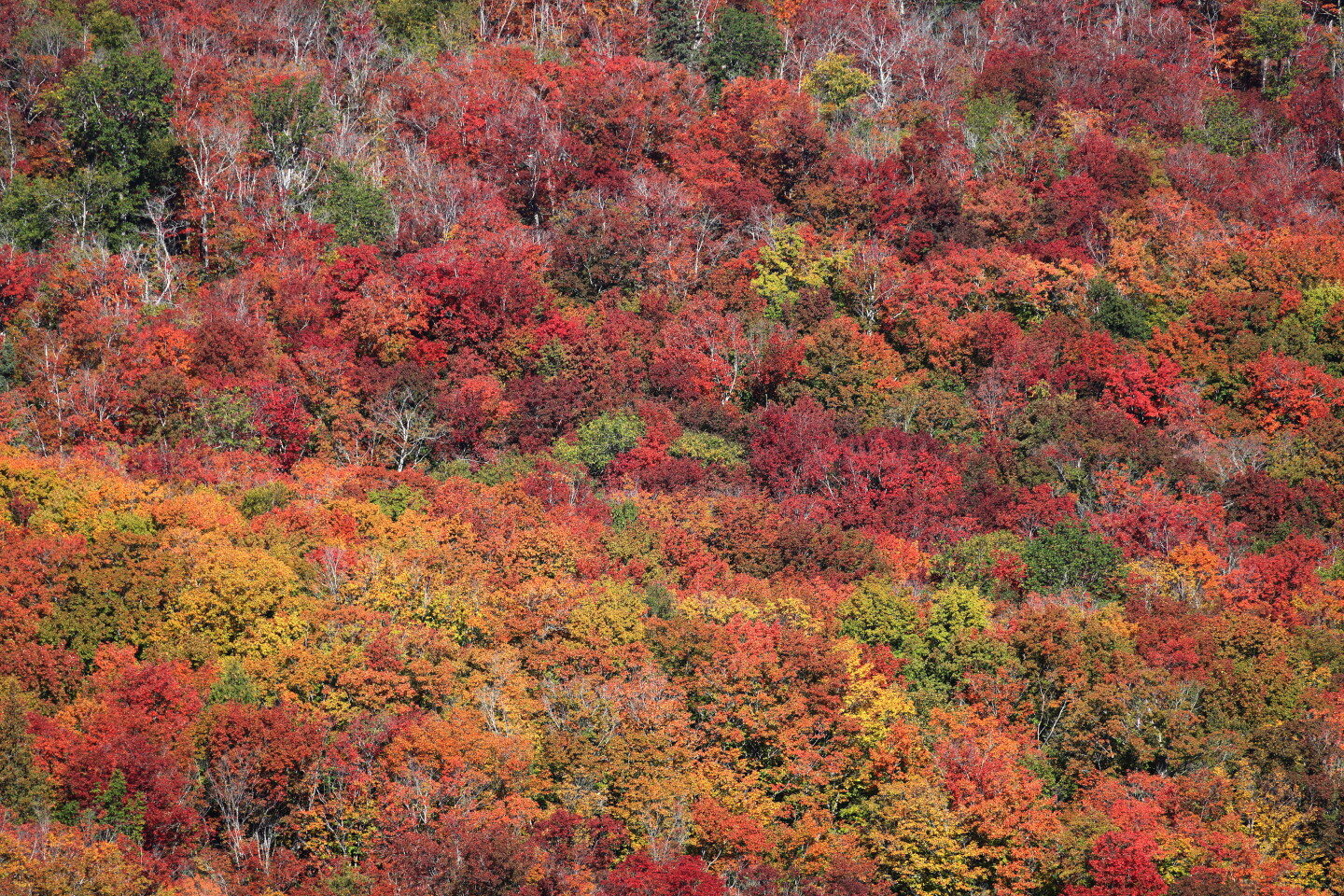 Photos and video: Fall colors near peak bring visitors up North Shore ...