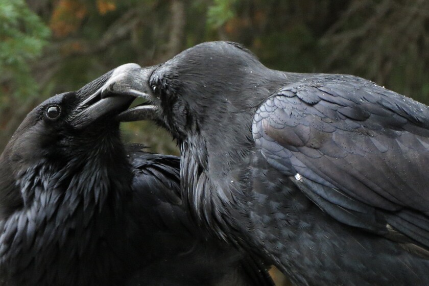 Sam Cook column: A public display of affection in the land of ice ...