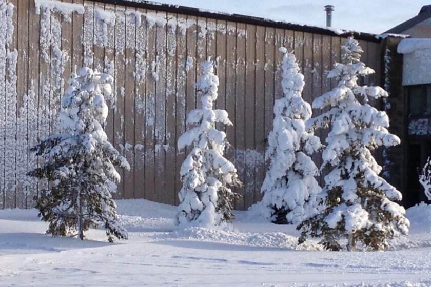 Snowy trees